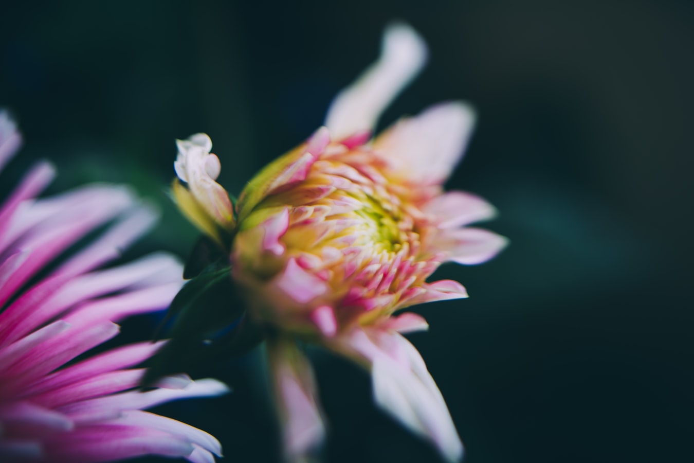 Fleur